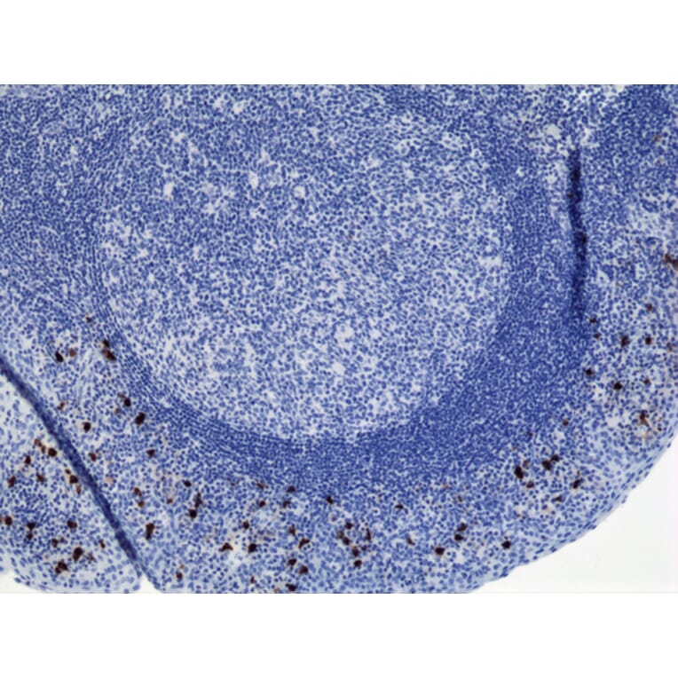 Immunohistochemistry - Anti-Human IgA2 Antibody (Biotin) [RM125] (A121282) - Antibodies.com