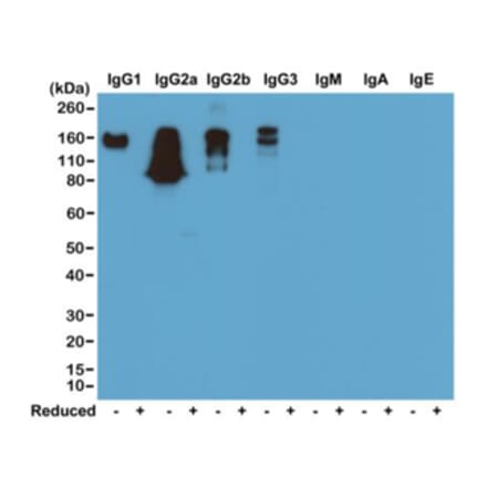 Western Blot - Anti-Mouse IgG Antibody (Biotin) [RM104] (A121283) - Antibodies.com