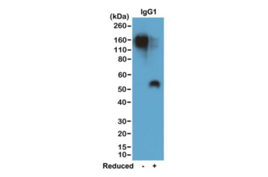 Western Blot - Anti-Mouse IgG1 Antibody (Biotin) [RM106] (A121284) - Antibodies.com