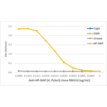 ELISA - Anti-Neutrophil-Activating Protein (Helicobacter pylori) Antibody [RM414] (A121288) - Antibodies.com
