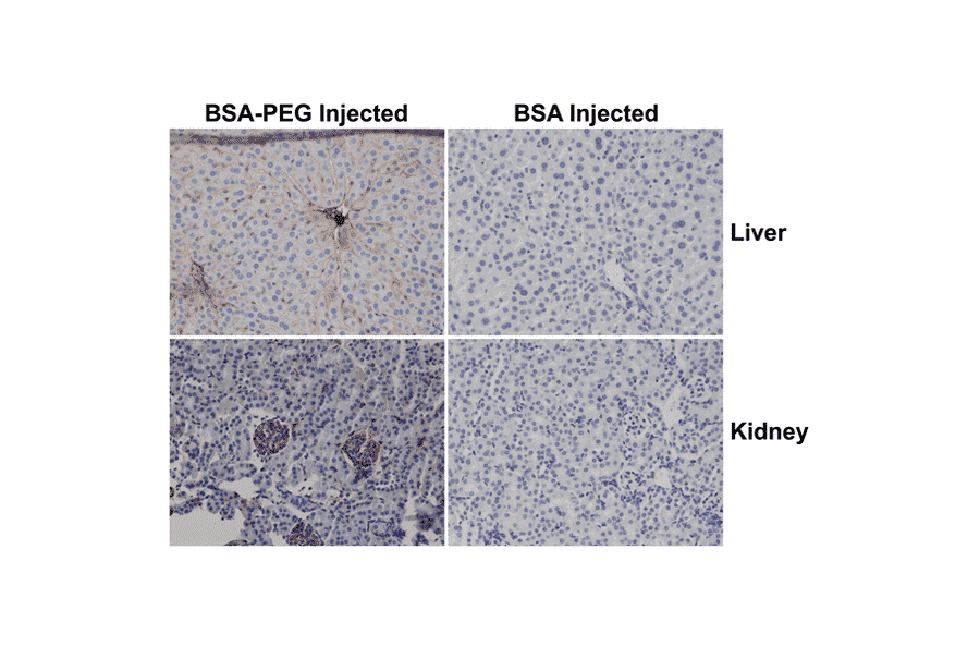 Immunohistochemistry - Anti-Polyethylene Glycol Antibody (Biotin) [RM105] (A121290) - Antibodies.com