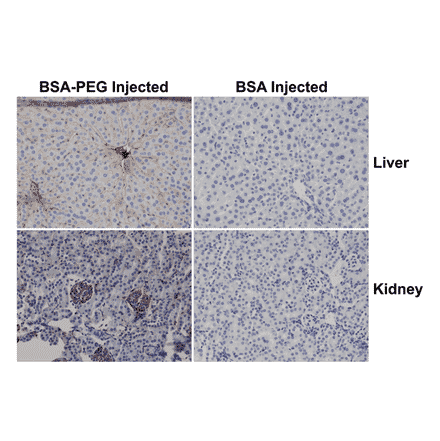 Immunohistochemistry - Anti-Polyethylene Glycol Antibody (Biotin) [RM105] (A121290) - Antibodies.com