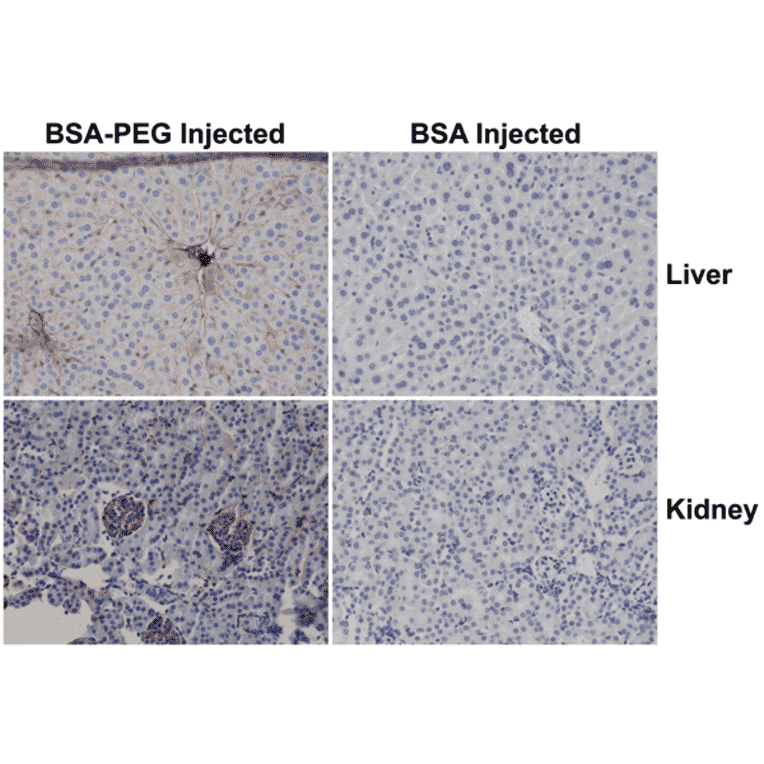 Immunohistochemistry - Anti-Polyethylene Glycol Antibody (Biotin) [RM105] (A121290) - Antibodies.com