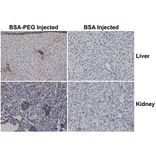 Immunohistochemistry - Anti-Polyethylene Glycol Antibody (Biotin) [RM105] (A121290) - Antibodies.com