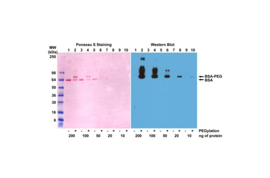 Western Blot - Anti-Polyethylene Glycol Antibody (Biotin) [RM105] (A121290) - Antibodies.com
