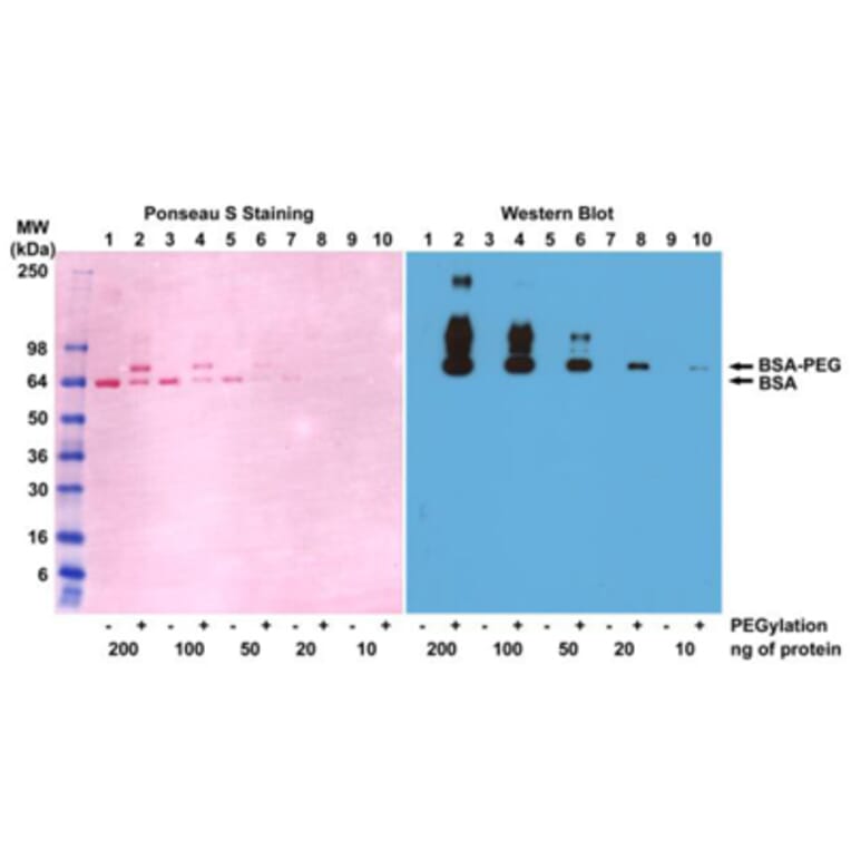 Western Blot - Anti-Polyethylene Glycol Antibody (Biotin) [RM105] (A121290) - Antibodies.com