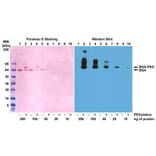 Western Blot - Anti-Polyethylene Glycol Antibody (Biotin) [RM105] (A121290) - Antibodies.com