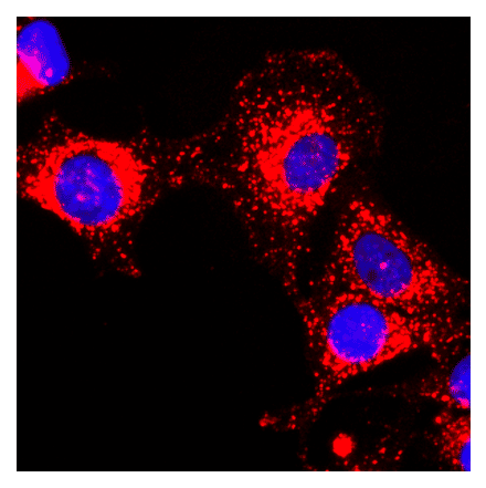 Immunocytochemistry - Anti-GAPDH Antibody (Biotin) [RM114] (A121396) - Antibodies.com