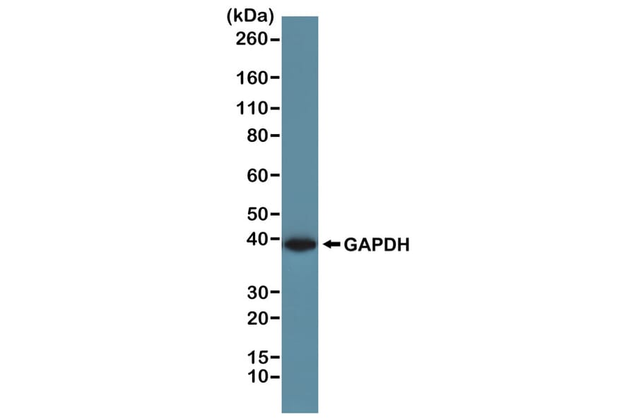 Western Blot - Anti-GAPDH Antibody (Biotin) [RM114] (A121291) - Antibodies.com