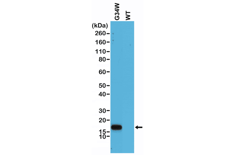 Western Blot - Anti-Histone H3.3 (G34W mutant) Antibody [RM263] (A121292) - Antibodies.com