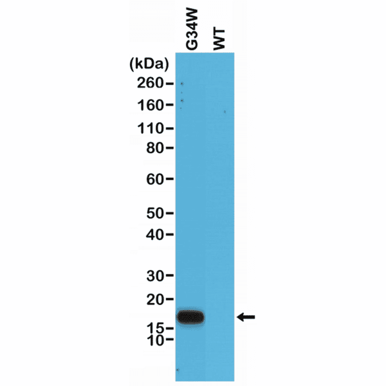 Western Blot - Anti-Histone H3.3 (G34W mutant) Antibody [RM263] (A121292) - Antibodies.com