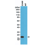 Western Blot - Anti-Histone H3.3 (G34W mutant) Antibody [RM263] (A121292) - Antibodies.com
