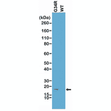 Western Blot - Anti-Histone H3.3 (G34R mutant) Antibody [RM240] (A121294) - Antibodies.com