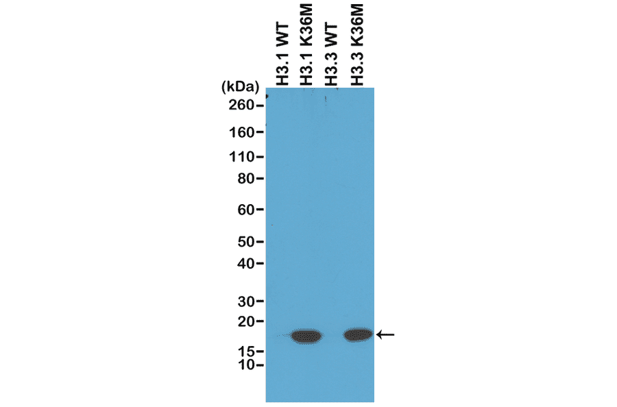 Western Blot - Anti-Histone H3 (K36M mutant) Antibody [RM193] (A121297) - Antibodies.com