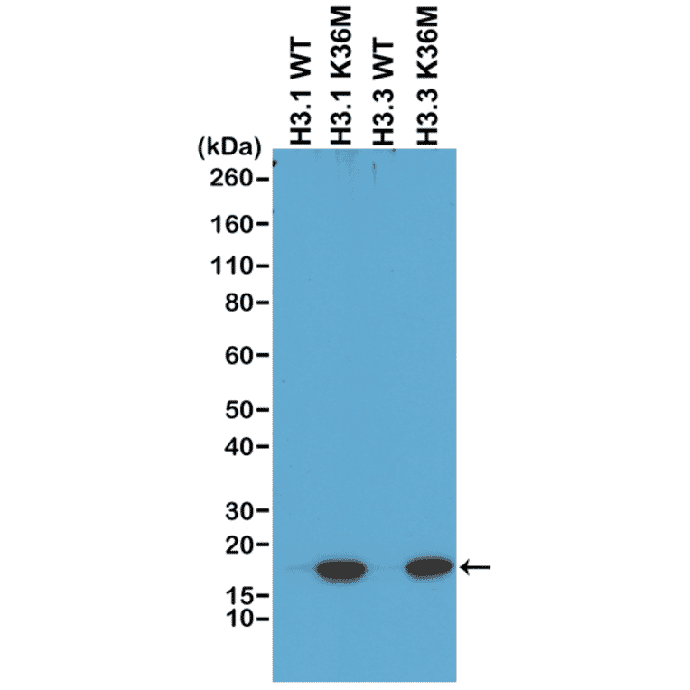 Western Blot - Anti-Histone H3 (K36M mutant) Antibody [RM193] (A121297) - Antibodies.com