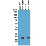 Western Blot - Anti-Histone H3 (K36M mutant) Antibody [RM193] (A121297) - Antibodies.com