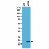 Western Blot - Anti-Histone H3 (K27M mutant) Antibody [RM192] (A121298) - Antibodies.com