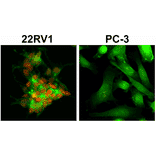 Immunocytochemistry - Anti-Androgen Receptor (AR-V7 specific) Antibody [RM7] (A121316) - Antibodies.com