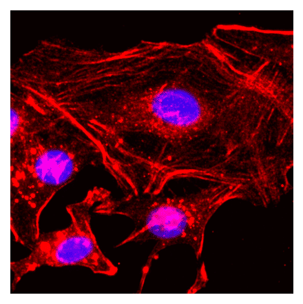 Immunocytochemistry - Anti-beta Actin Antibody (Biotin) [RM112] (A121404) - Antibodies.com