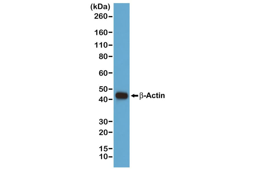 Western Blot - Anti-beta Actin Antibody (Biotin) [RM112] (A121300) - Antibodies.com