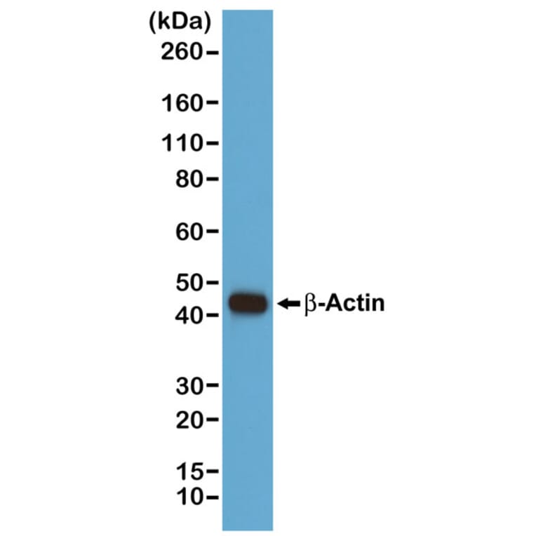 Western Blot - Anti-beta Actin Antibody (Biotin) [RM112] (A121300) - Antibodies.com