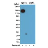 Western Blot - Anti-Mouse Ig Kappa Light Chain Antibody [RM103] (A121309) - Antibodies.com