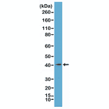 Western Blot - Anti-mH2A1 Antibody [RM248] (A121313) - Antibodies.com