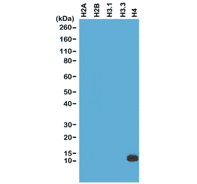 Western Blot - Anti-Histone H4 Antibody [RM212] (A121314) - Antibodies.com