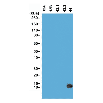 Western Blot - Anti-Histone H4 Antibody [RM212] (A121314) - Antibodies.com