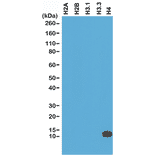Western Blot - Anti-Histone H4 Antibody [RM212] (A121314) - Antibodies.com