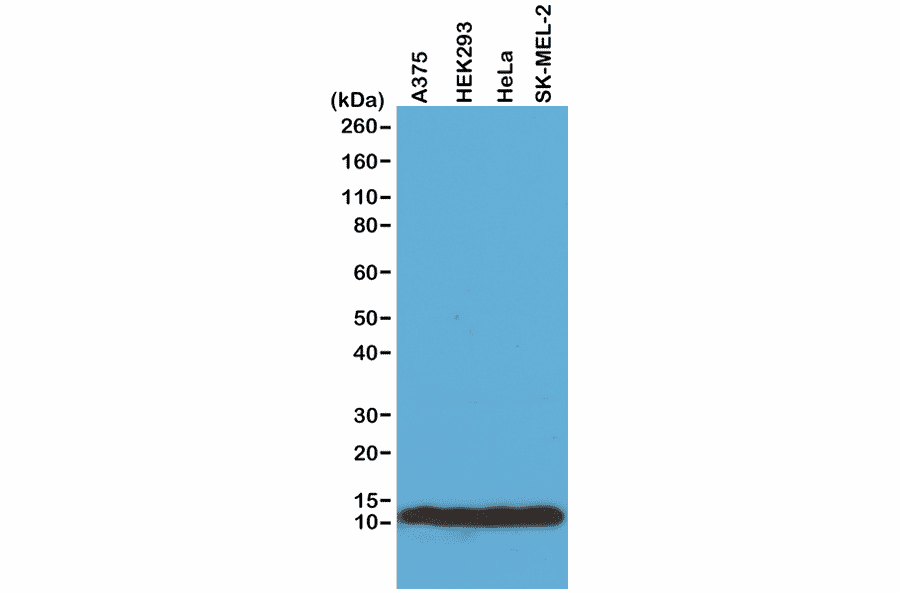 Western Blot - Anti-Histone H4 Antibody [RM212] (A121314) - Antibodies.com