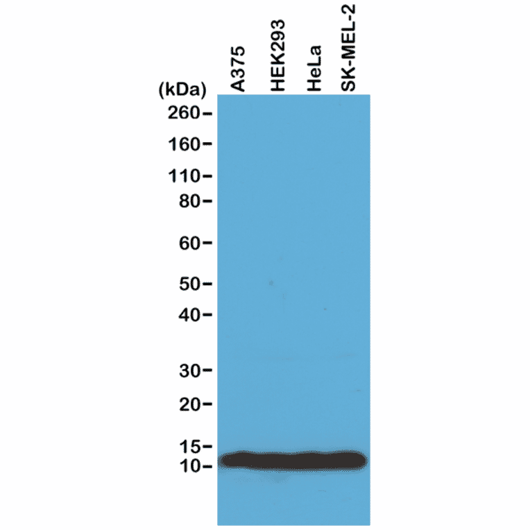 Western Blot - Anti-Histone H4 Antibody [RM212] (A121314) - Antibodies.com