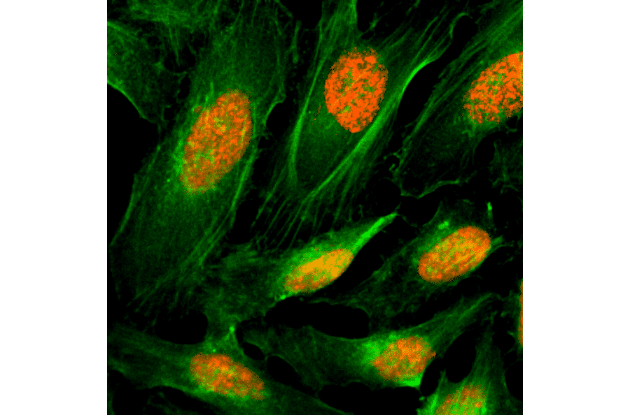 Immunocytochemistry - Anti-Histone H4 Antibody [RM212] (A121202) - Antibodies.com