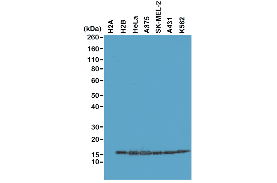 Western Blot - Anti-Histone H2B Antibody [RM230] (A121315) - Antibodies.com