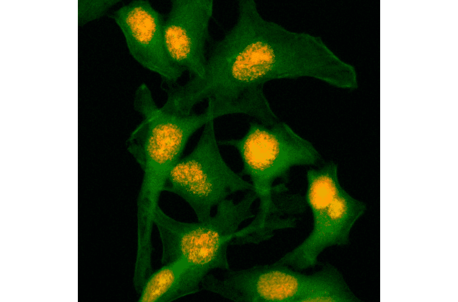 Immunocytochemistry - Anti-Histone H2B Antibody [RM230] (A121325) - Antibodies.com