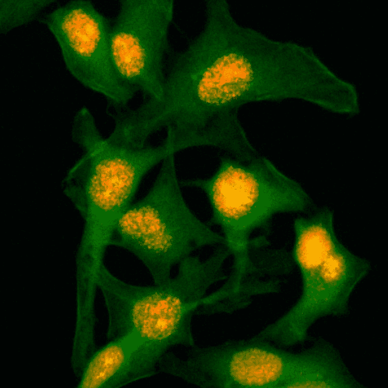 Immunocytochemistry - Anti-Histone H2B Antibody [RM230] (A121325) - Antibodies.com