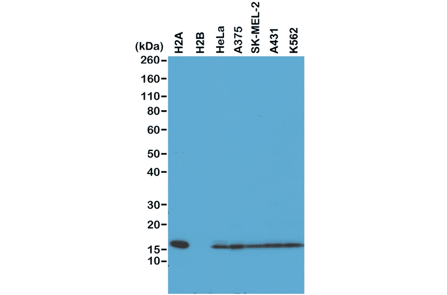 Western Blot - Anti-Histone H2A Antibody [RM225] (A121316) - Antibodies.com