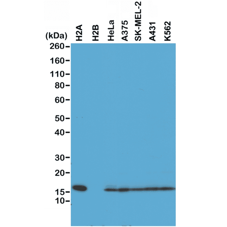 Western Blot - Anti-Histone H2A Antibody [RM225] (A121316) - Antibodies.com