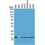 Western Blot - Anti-Histone H2A Antibody [RM225] (A121316) - Antibodies.com