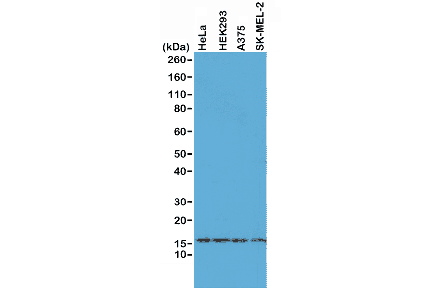 Western Blot - Anti-Histone H2AX Antibody [RM214] (A121318) - Antibodies.com