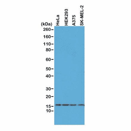 Western Blot - Anti-Histone H2AX Antibody [RM214] (A121318) - Antibodies.com