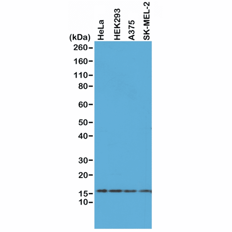 Western Blot - Anti-Histone H2AX Antibody [RM214] (A121318) - Antibodies.com