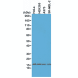 Western Blot - Anti-Histone H2AX Antibody [RM214] (A121318) - Antibodies.com