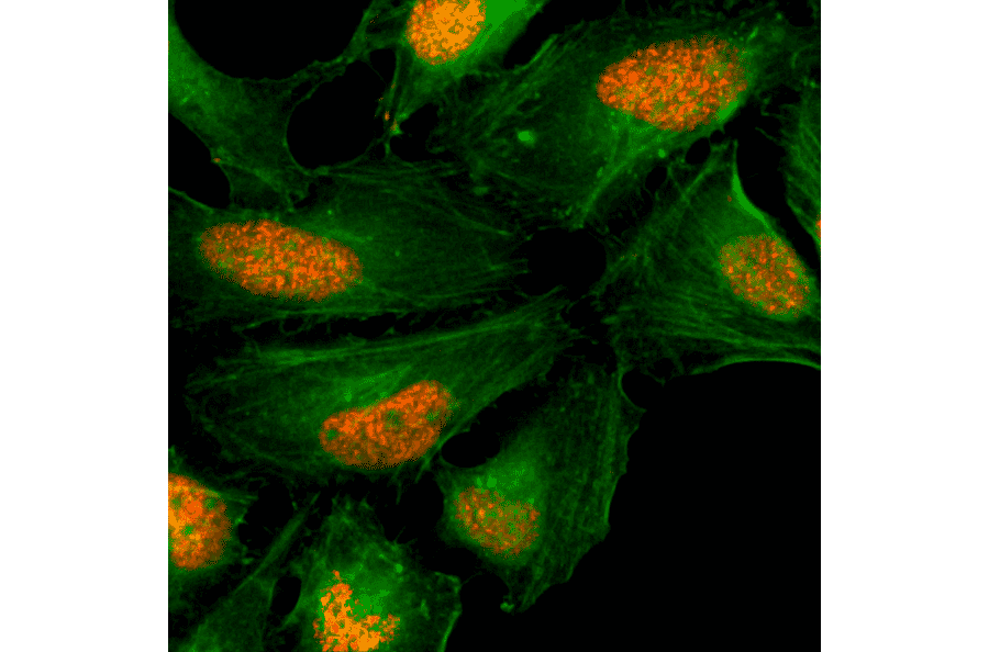 Immunocytochemistry - Anti-Histone H2AX Antibody [RM214] (A121314) - Antibodies.com