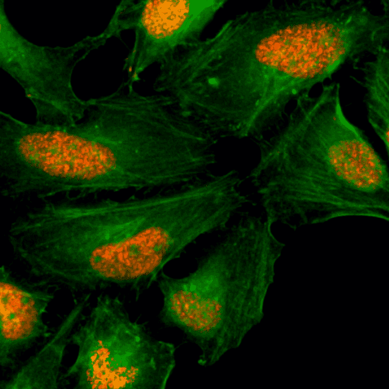 Immunocytochemistry - Anti-Histone H2AX Antibody [RM214] (A121314) - Antibodies.com