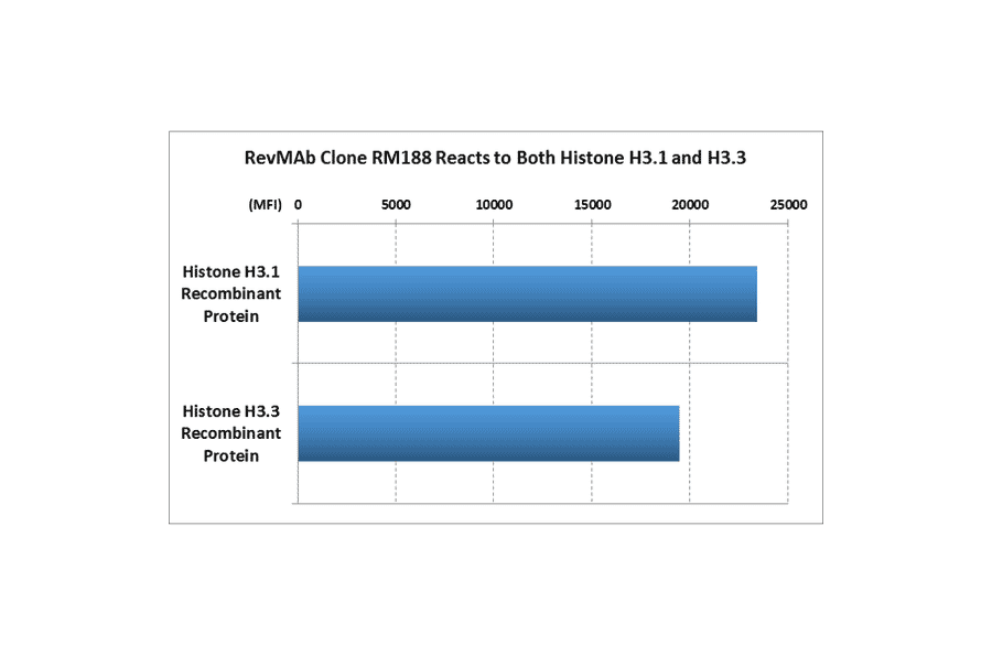 Multiplex Immunoassay - Anti-pan Histone H3 Antibody [RM188] (A121319) - Antibodies.com