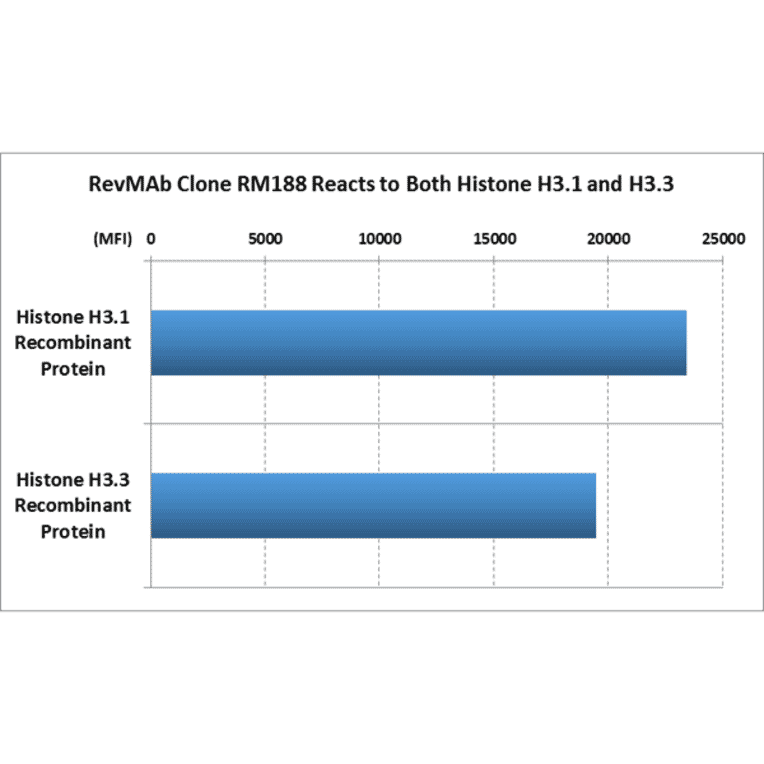 Multiplex Immunoassay - Anti-pan Histone H3 Antibody [RM188] (A121319) - Antibodies.com
