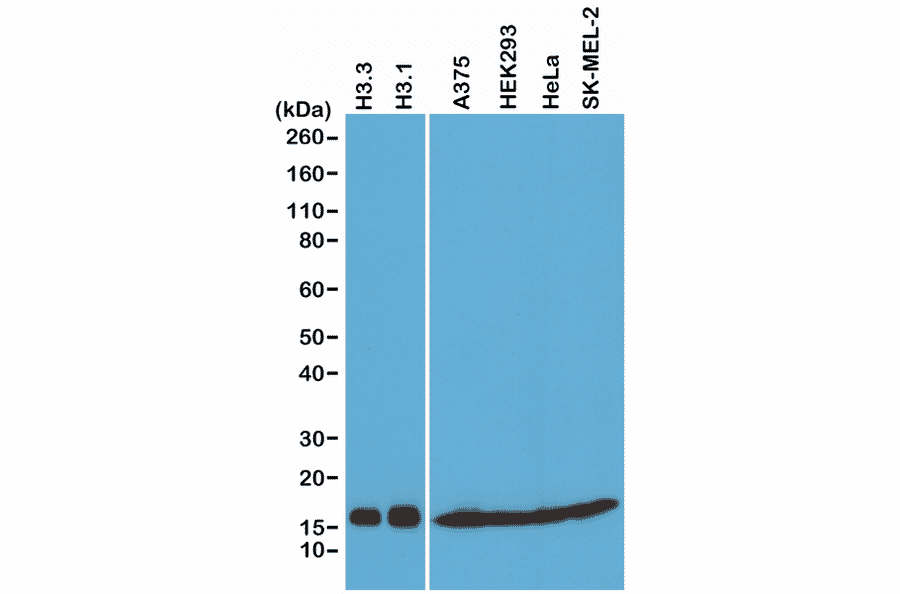Western Blot - Anti-pan Histone H3 Antibody [RM188] (A121319) - Antibodies.com