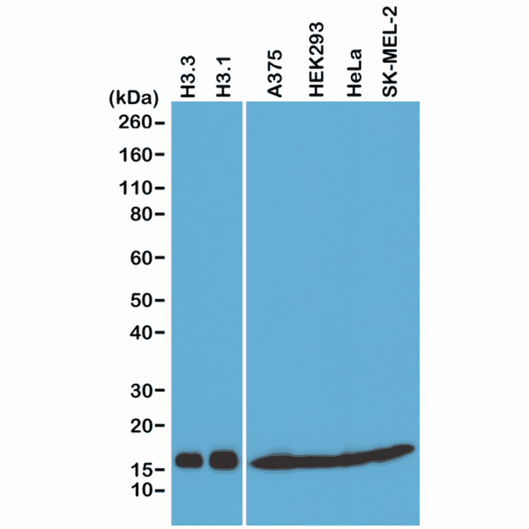 Western Blot - Anti-pan Histone H3 Antibody [RM188] (A121319) - Antibodies.com