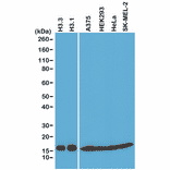 Western Blot - Anti-pan Histone H3 Antibody [RM188] (A121319) - Antibodies.com
